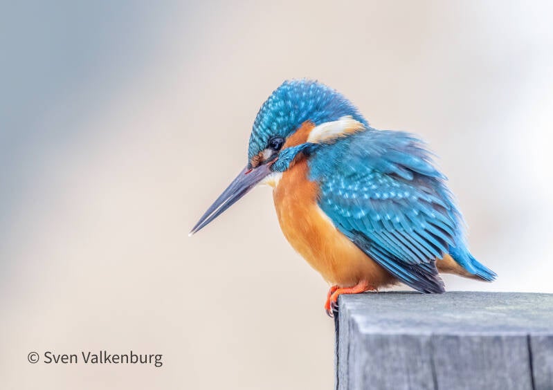 Common Kingfisher - Alcedo atthis (Ijsvogel), Binnenveld (Wageningen), Januari '26.