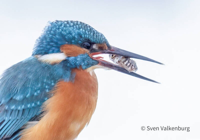 Common Kingfisher - Alcedo atthis (Ijsvogel), Binnenveld (Wageningen), Januari '26.
