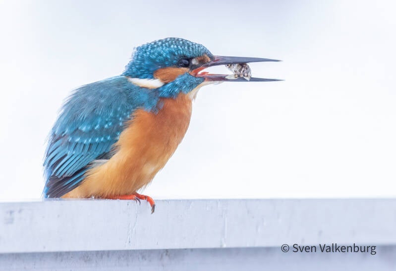 Common Kingfisher - Alcedo atthis (Ijsvogel), Binnenveld (Wageningen), Januari '26.