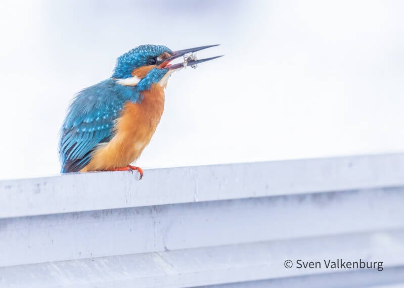 Common Kingfisher - Alcedo atthis (Ijsvogel), Binnenveld (Wageningen), Januari '26.