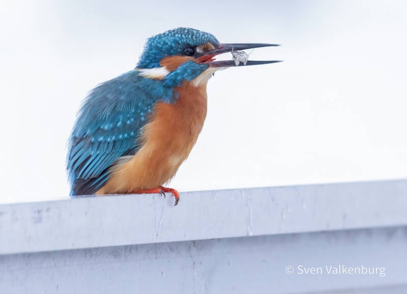 Common Kingfisher - Alcedo atthis (Ijsvogel), Binnenveld (Wageningen), Januari '26.