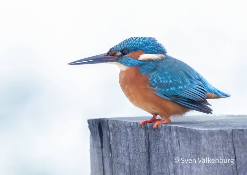 Common Kingfisher - Alcedo atthis (Ijsvogel), Binnenveld (Wageningen), Januari '26.