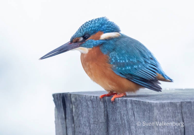 Common Kingfisher - Alcedo atthis (Ijsvogel), Binnenveld (Wageningen), Januari '26.