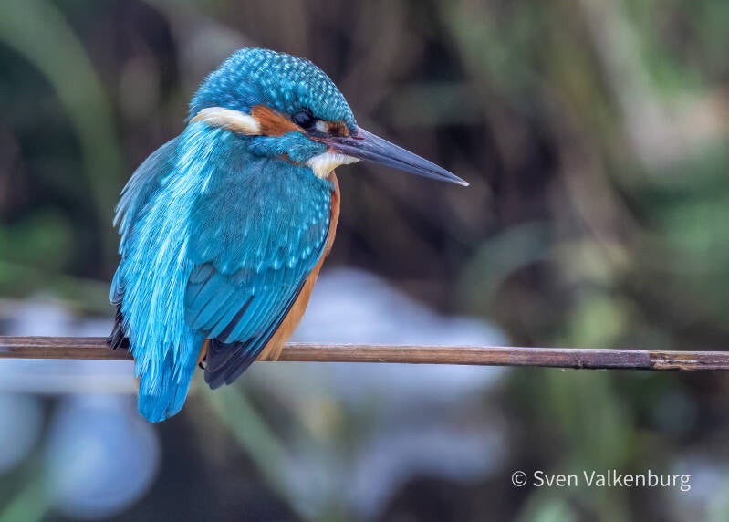 Common Kingfisher - Alcedo atthis (Ijsvogel), Binnenveld (Wageningen), Januari '26.