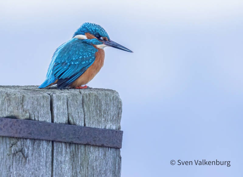 Common Kingfisher - Alcedo atthis (Ijsvogel), Binnenveld (Wageningen), Januari '26.
