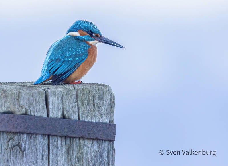 Common Kingfisher - Alcedo atthis (Ijsvogel), Binnenveld (Wageningen), Januari '26.