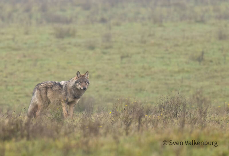 Wolf - Canis lupus (Wolf), Veluwe. November ´25. 