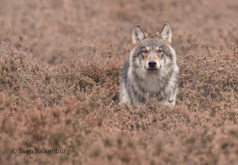 Wolf - Canis lupus (Wolf), Veluwe. November ´25. 