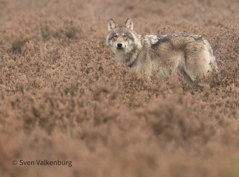 Wolf - Canis lupus (Wolf), Veluwe. November ´25. 