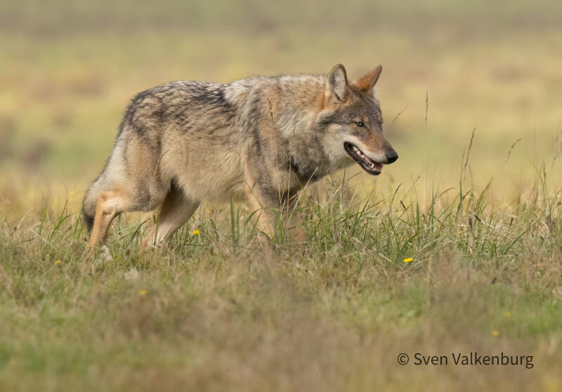 Wolf - Canis lupus (Wolf), Veluwe. November ´25. 
