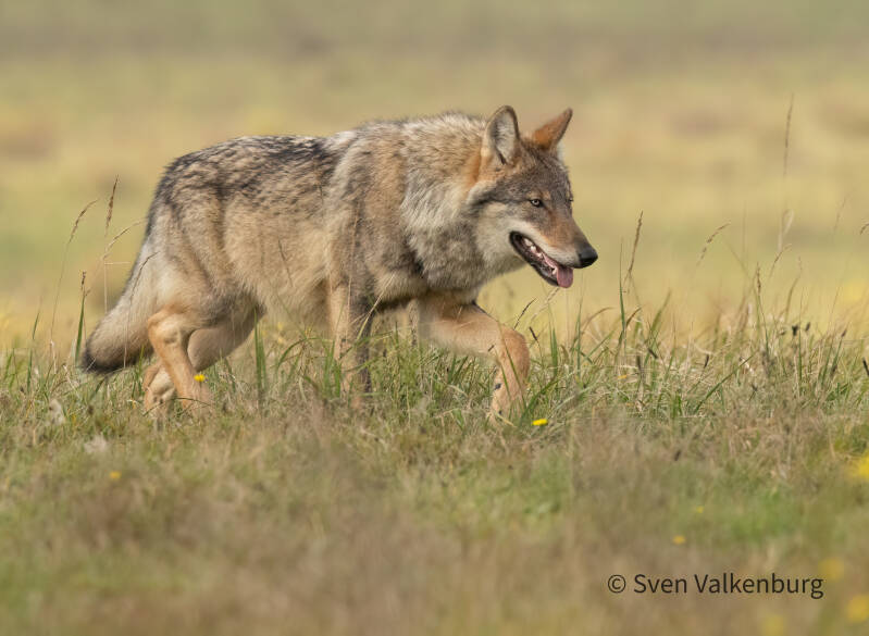 Wolf - Canis lupus (Wolf), Veluwe. November ´25. 