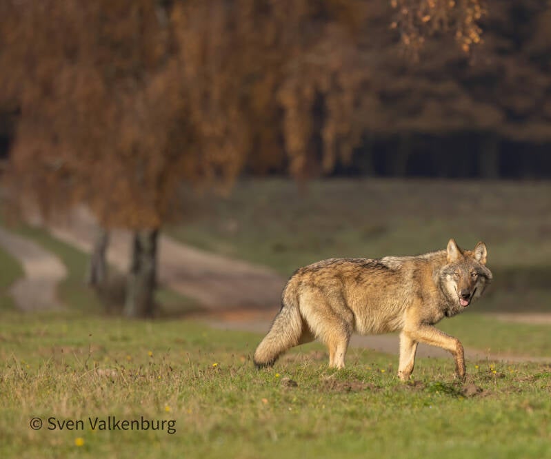 Wolf - Canis lupus (Wolf), Veluwe. November ´25. 