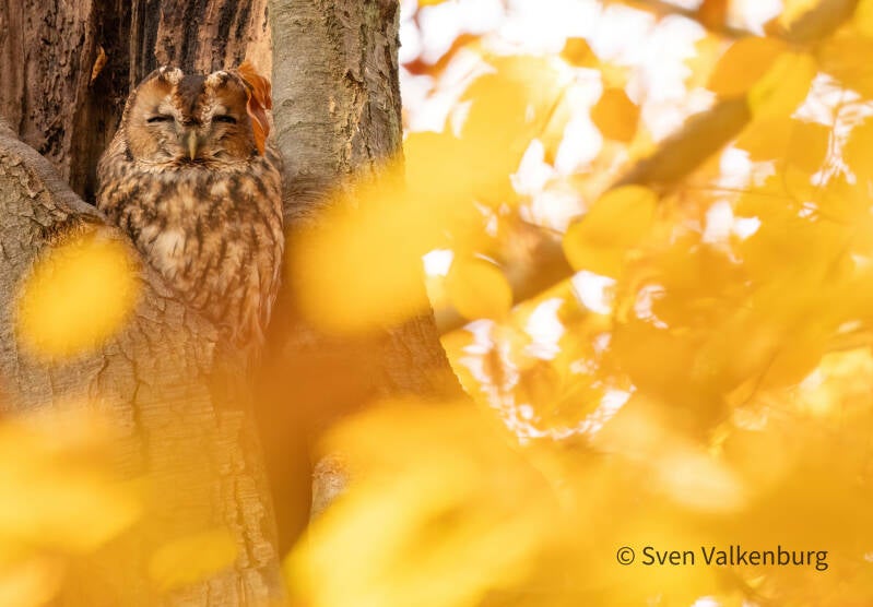Tawny Owl - Strix aluco (Bosuil), Veluwe. November ´25.