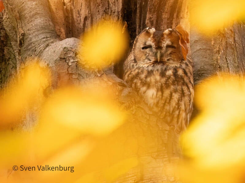 Tawny Owl - Strix aluco (Bosuil), Veluwe. November ´25.