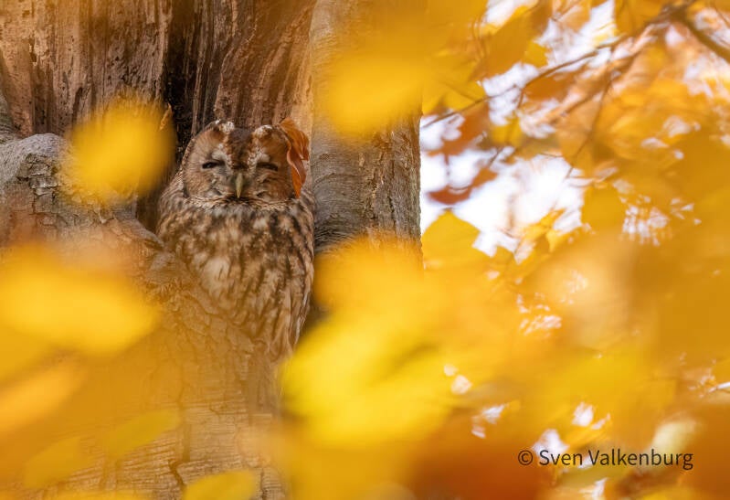 Tawny Owl - Strix aluco (Bosuil), Veluwe. November ´25.