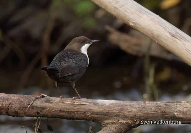 Red-bellied Dipper - Cinclus cinclus aquaticus (Roodbuikwaterspreeuw), Zuid-Limburg . November '25.