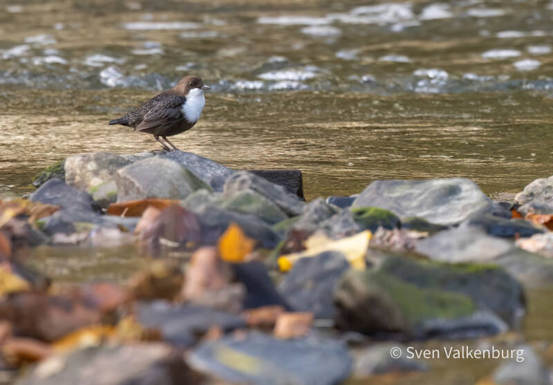 Red-bellied Dipper - Cinclus cinclus aquaticus (Roodbuikwaterspreeuw), Zuid-Limburg . November '25. - Cinclus cinclus aquaticus, Zuid-Limburg '25.