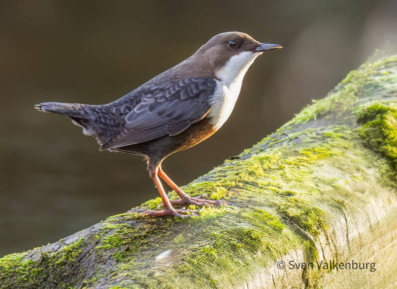 Red-bellied Dipper - Cinclus cinclus aquaticus (Roodbuikwaterspreeuw), Zuid-Limburg . November '25.