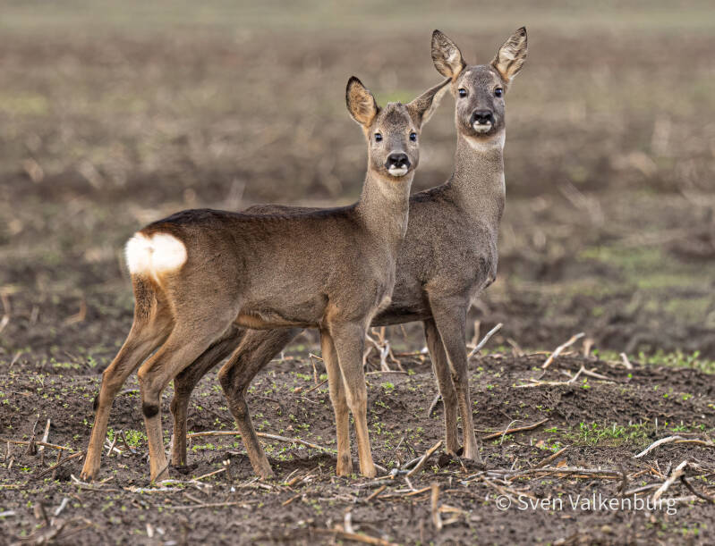 European Roe Deer - Capreolus capreolus (Ree), Duitsland. December '25.