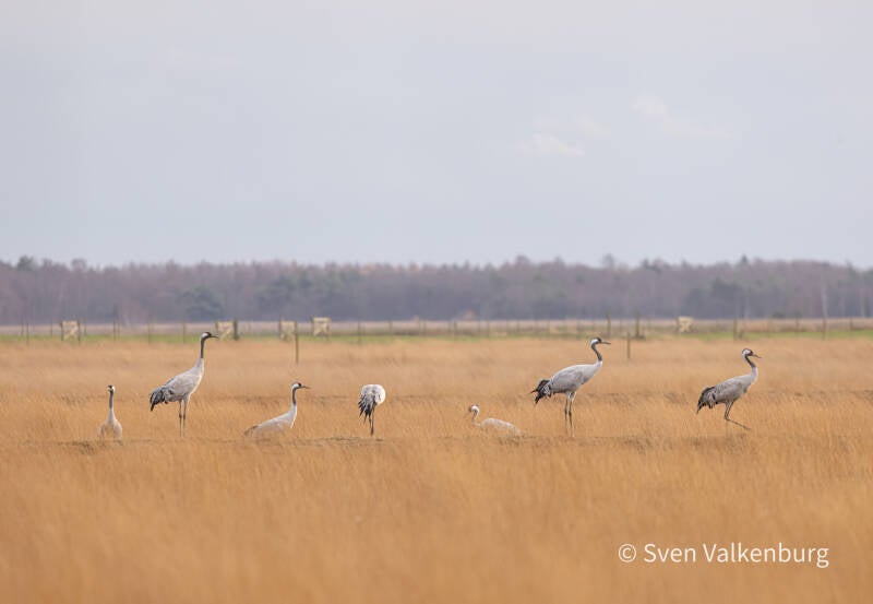 Common Crane - Grus grus (Kraanvogel), Duitsland. December '25.