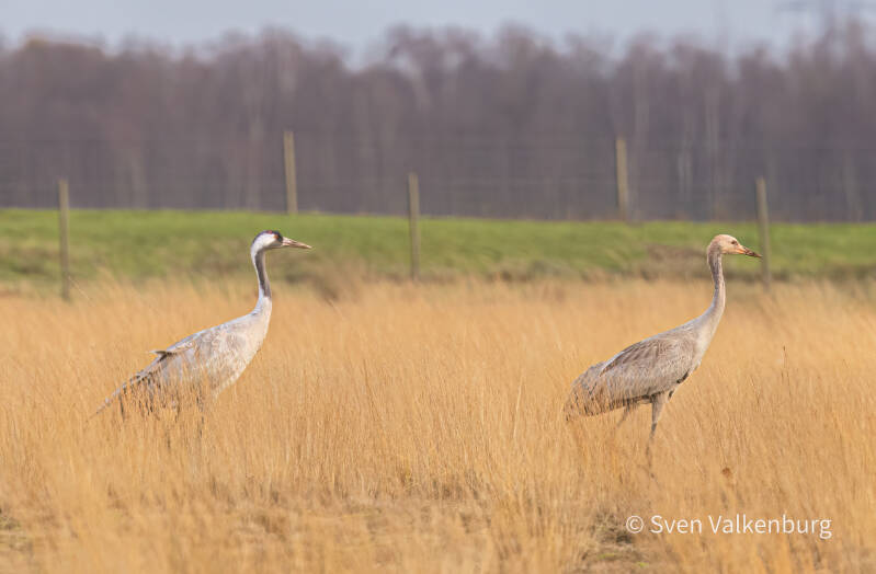 Common Crane - Grus grus (Kraanvogel), Duitsland. December '25.