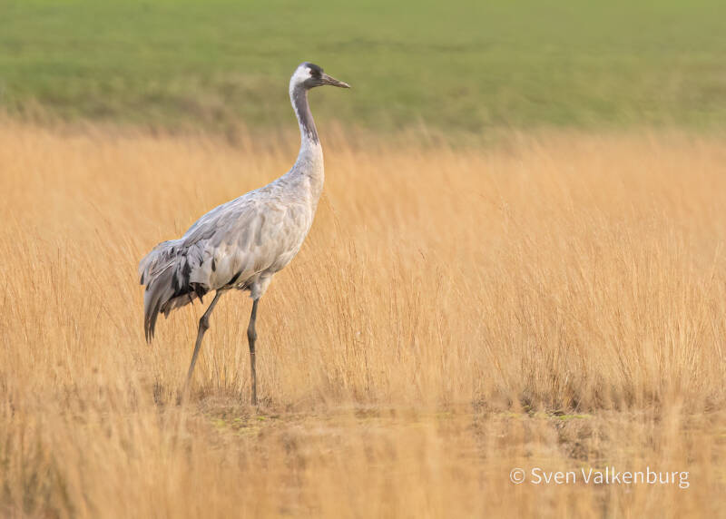 Common Crane - Grus grus (Kraanvogel), Duitsland. December '25.