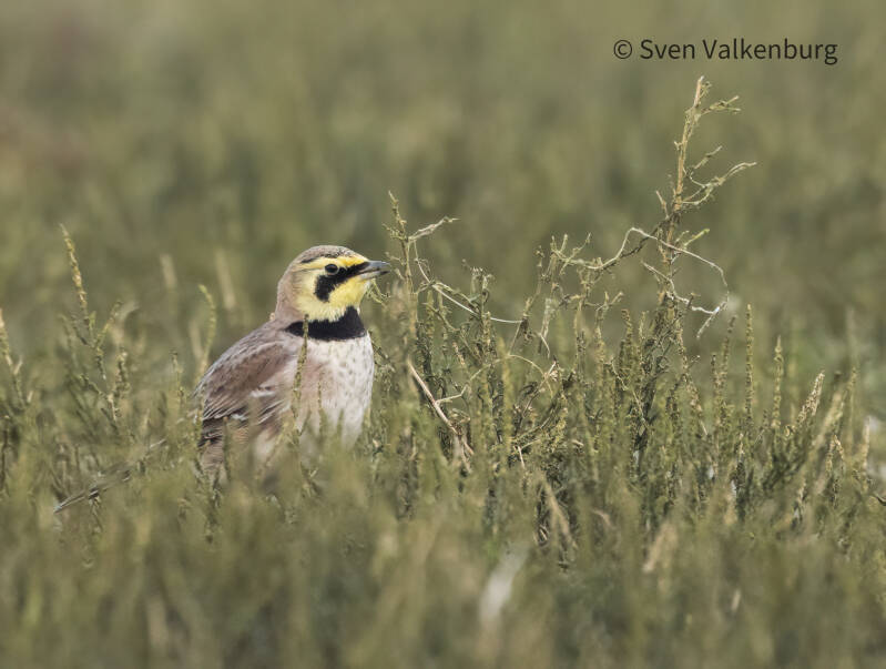 Horned Lark - Eremophila alpestris (Strandleeuwerik), Slufter - Texel. December '25.