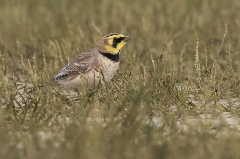 Horned Lark - Eremophila alpestris (Strandleeuwerik), Slufter - Texel. December '25.