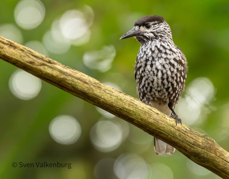  Northern Nutcracker - Nucifraga caryocatactes (Notenkraker). Veluwezoom, oktober '26. 