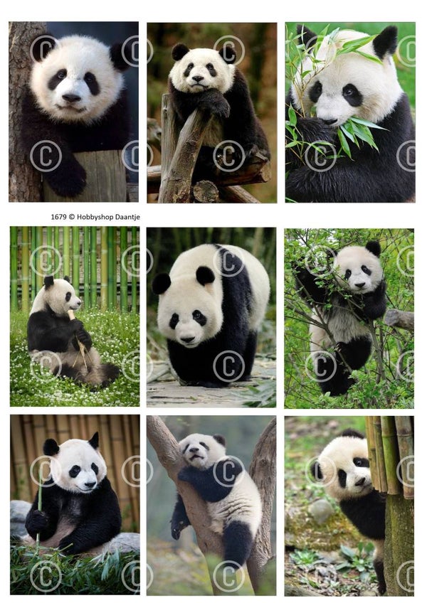 Collage a la Daantje - 1679