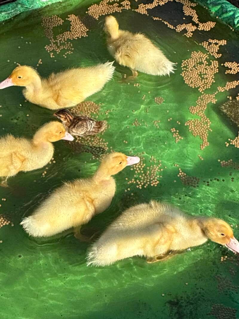 One of these things is not like the others. We recently hatched a group of ducklings at the same time as a single guinea hatched. They imprinted and now the Guinea thinks it is a duckling. Keeping a very close eye on them as, whilst he seems quite happy s