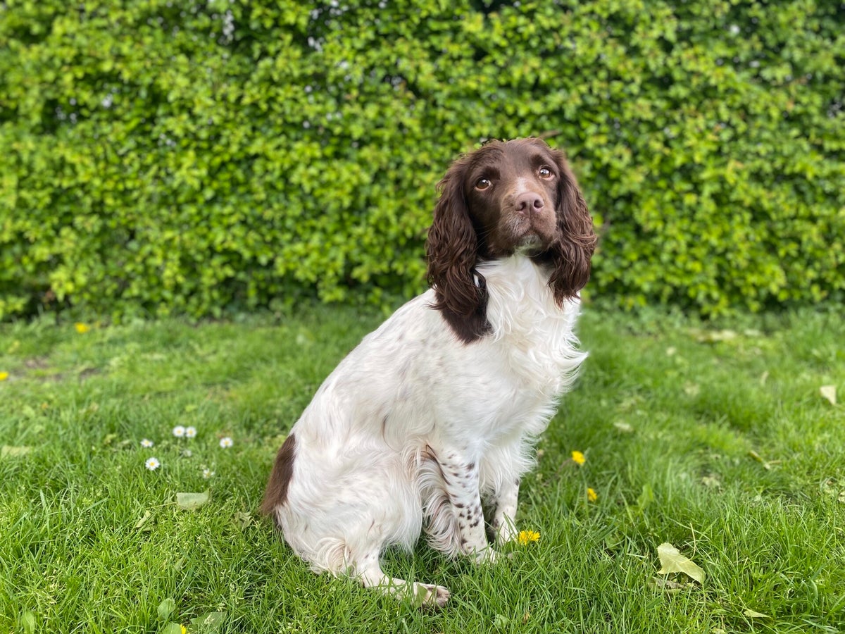 Genesis Ginger Of a Quiet Spot / Engelse Springer Spaniëls / Onze ...