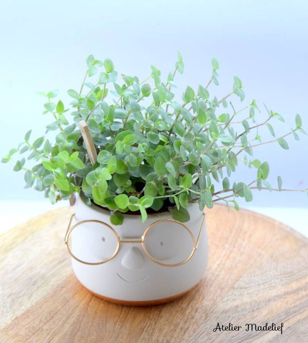 Bloempotje met brilletje met plantje