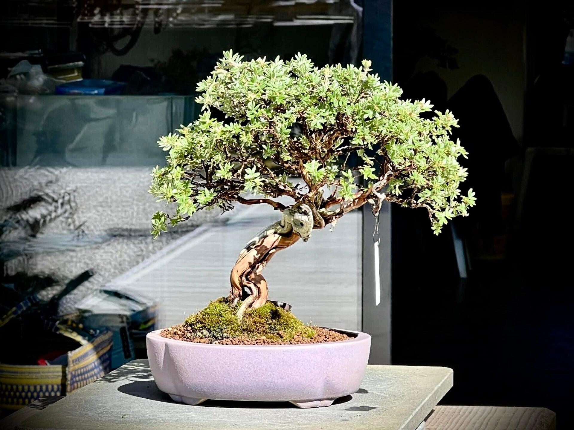 Pot sur-mesure Kitsuné No Bonsai. Acheter pot à bonsaï sur-mesure ou en ligne. Atelier céramique haut de gamme. Savoir-faire japonais, manufacture France. Nombreux émaux. Projets étudiés avec le client. Possibilité d’accompagnement dans la décision.