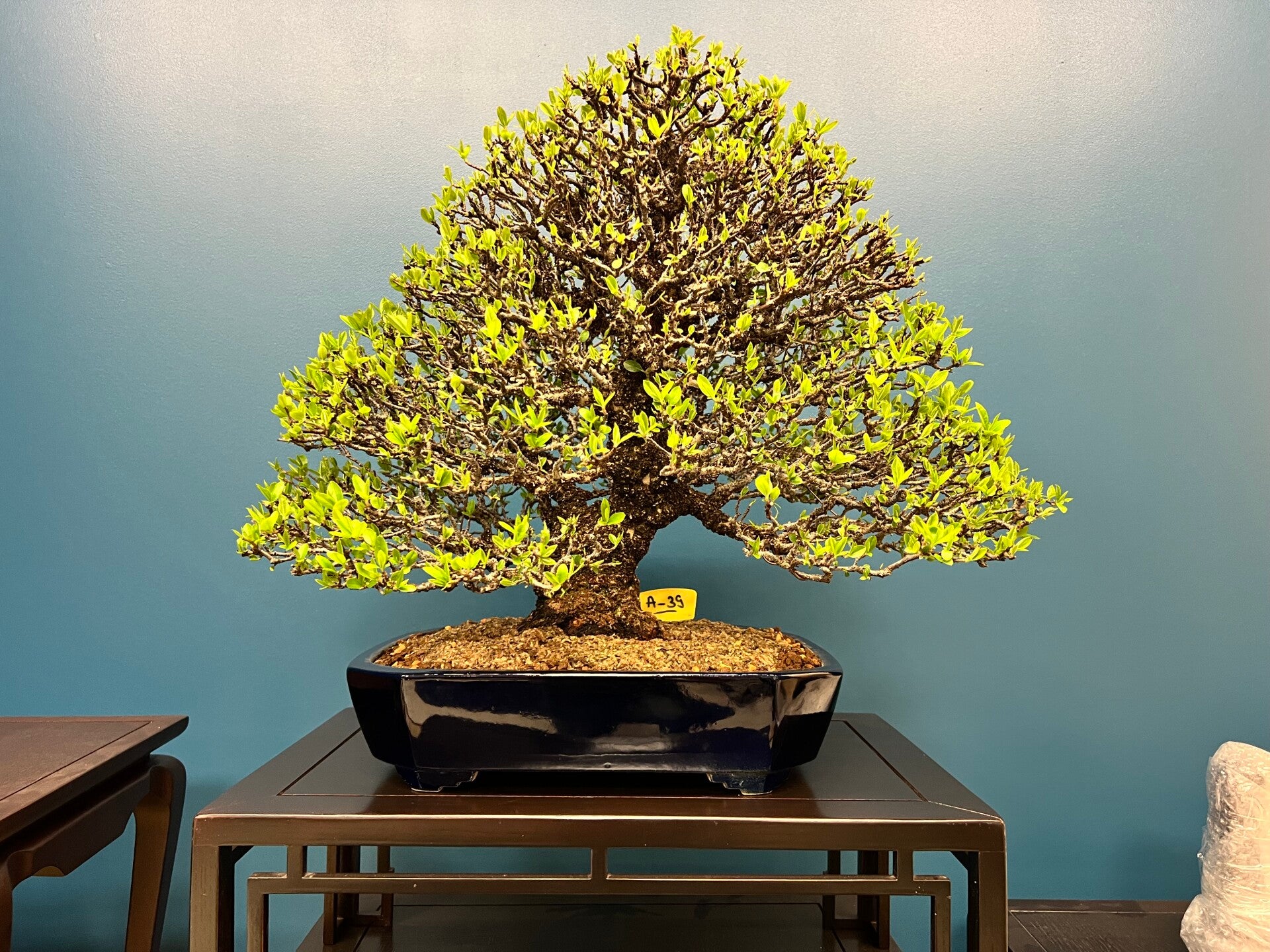 Pot sur-mesure Kitsuné No Bonsai. Acheter pot à bonsaï sur-mesure ou en ligne. Atelier céramique haut de gamme. Savoir-faire japonais, manufacture France. Nombreux émaux. Projets étudiés avec le client. Possibilité d’accompagnement dans la décision.