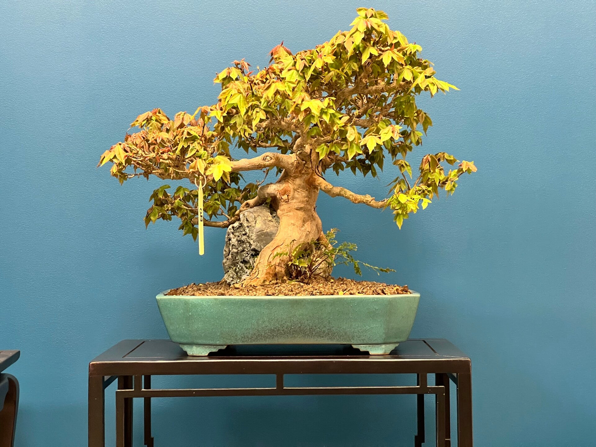 Pot sur-mesure Kitsuné No Bonsai. Acheter pot à bonsaï sur-mesure ou en ligne. Atelier céramique haut de gamme. Savoir-faire japonais, manufacture France. Nombreux émaux. Projets étudiés avec le client. Possibilité d’accompagnement dans la décision.