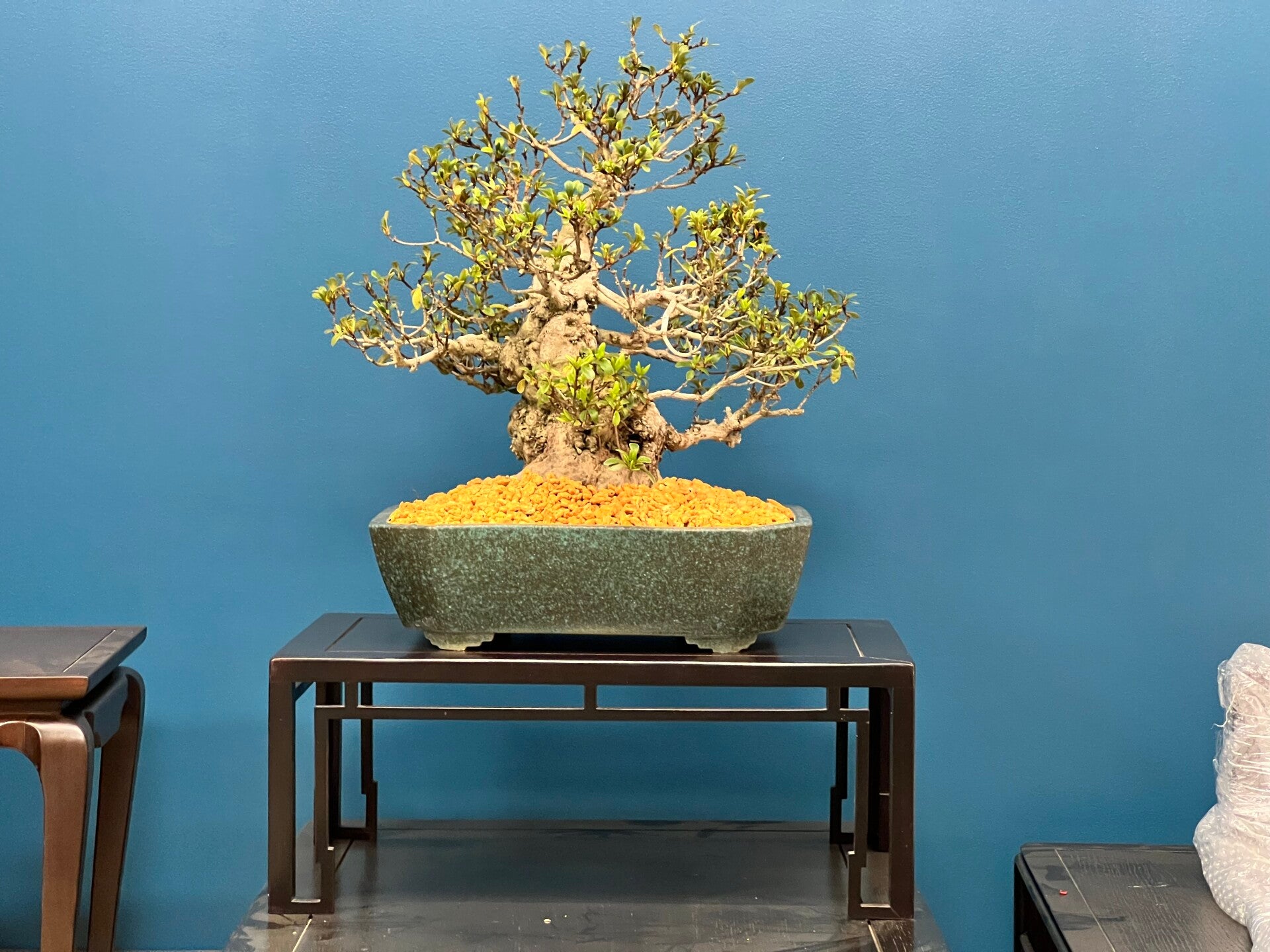 Pot sur-mesure Kitsuné No Bonsai. Acheter pot à bonsaï sur-mesure ou en ligne. Atelier céramique haut de gamme. Savoir-faire japonais, manufacture France. Nombreux émaux. Projets étudiés avec le client. Possibilité d’accompagnement dans la décision.