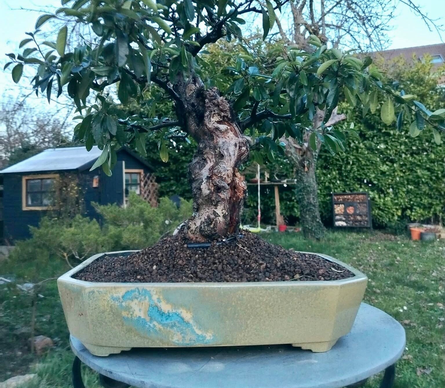 Pot sur-mesure Kitsuné No Bonsai. Acheter pot à bonsaï sur-mesure ou en ligne. Atelier céramique haut de gamme. Savoir-faire japonais, manufacture France. Nombreux émaux. Projets étudiés avec le client. Possibilité d’accompagnement dans la décision.