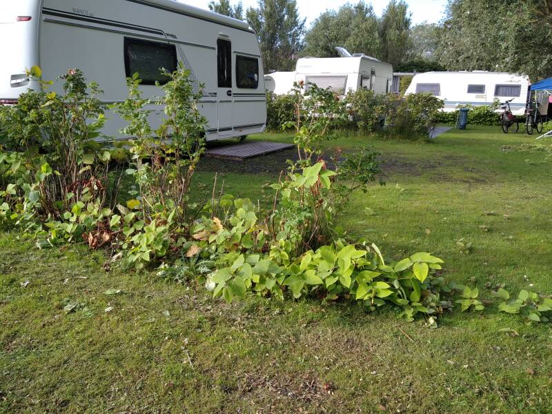 Staudenknöterich überlagert Hecke