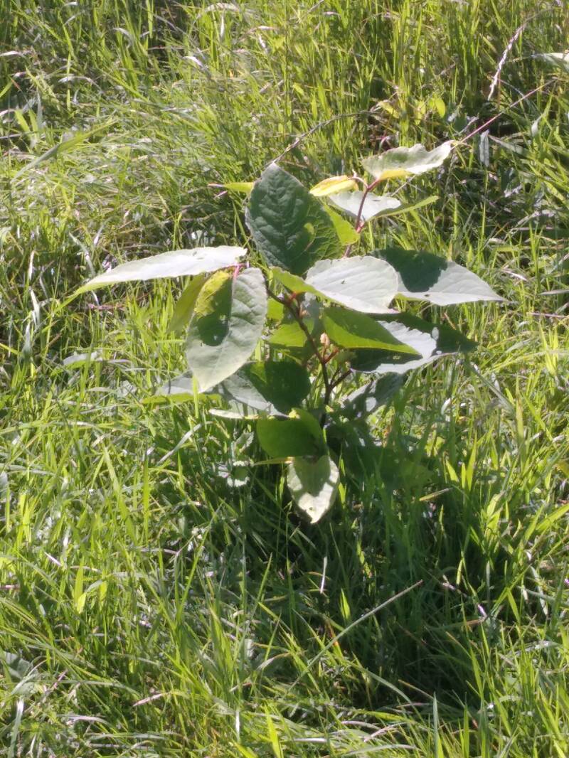 Der schnellwüchsige Knöterich ragt weit über die Wiese empor. 
