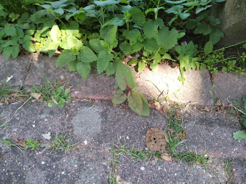 Rhizome des Staudenknöterich sind in das Pflaster eingedrungen, jetzt wird es schwerer ihn zu bekämpfen.