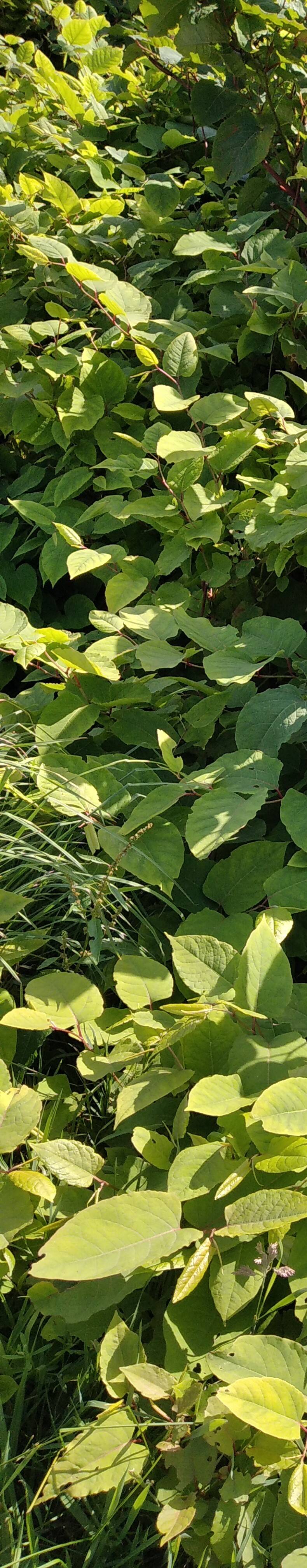Biete Hlfe im Kampf gegen Staudenknöterich 
