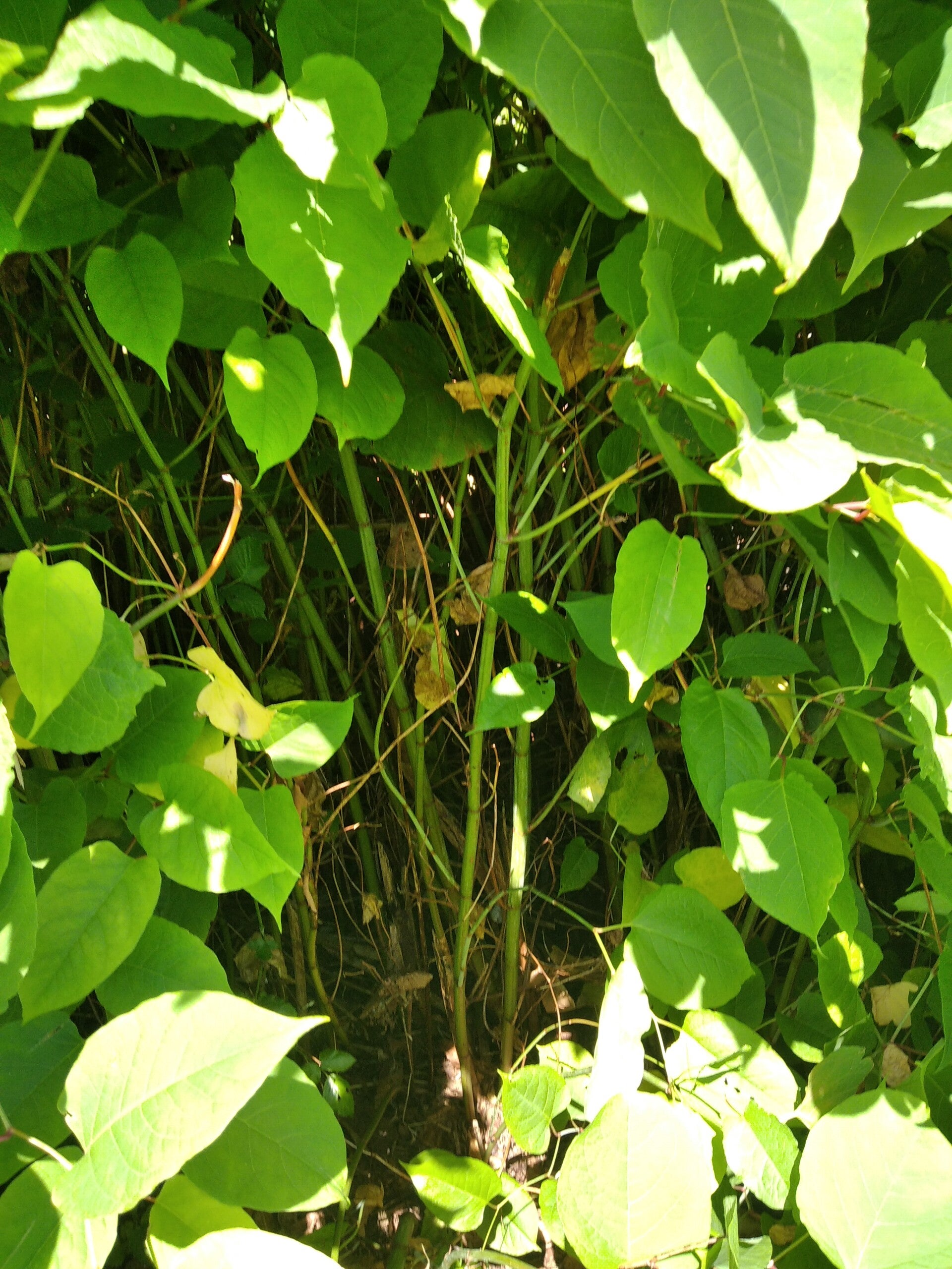 Invasiver Neophyt, Staudenknöterich, Japanknöterich