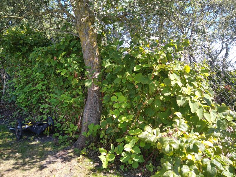 invasiver Neophyt Staudenknöterich überlagert alle Pflanzen