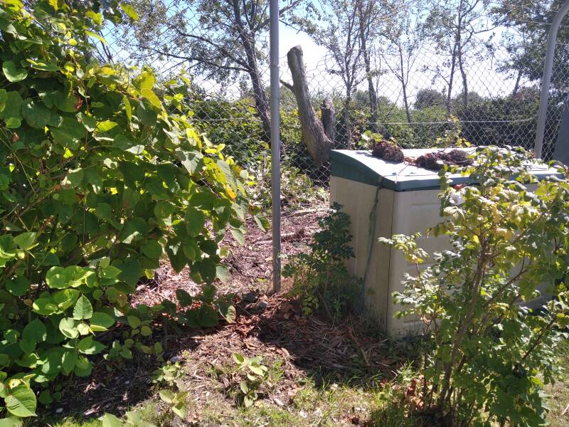 Rechts und hinter dem Zaun sieht man die Flächen, wo ich den Knöterich bekämpfe und die ich vom Knöterich bereit habe. Auf der Kiste liegen ausgebuddelte Wurzelballen vom Knöterich, zum Trocknen.
