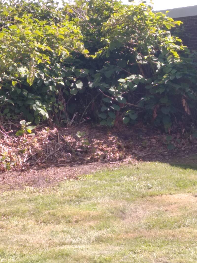 Mehrjährige Staudenknöterichpflanzen. Hier wächst nicht´s anderes mehr. Vorsicht invasiver Neophyt!