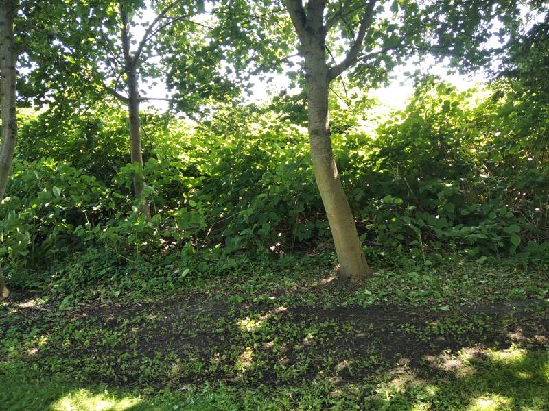 Ihr wollt Knöterich bekämpfen, dann seid ihr auf einem guten Weg. Hier Beratung!