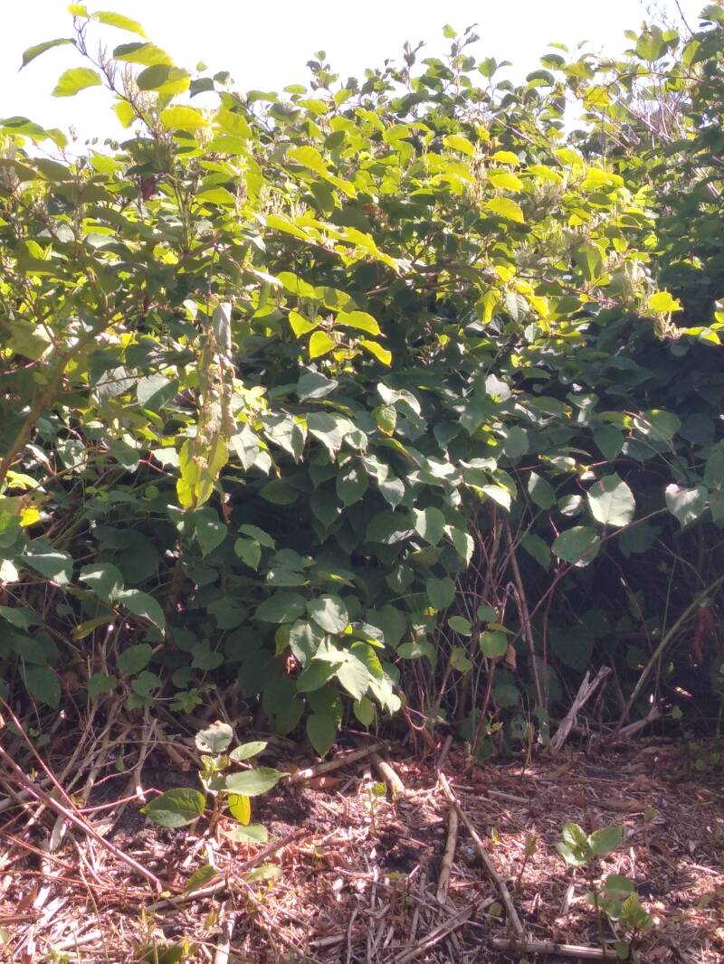 Invasiver Neophyt Staudenknöterich, schnellwachsend, verdrängt alles, muss bekämpft werden, biete Beratung im Kampf gegen Knöterich!