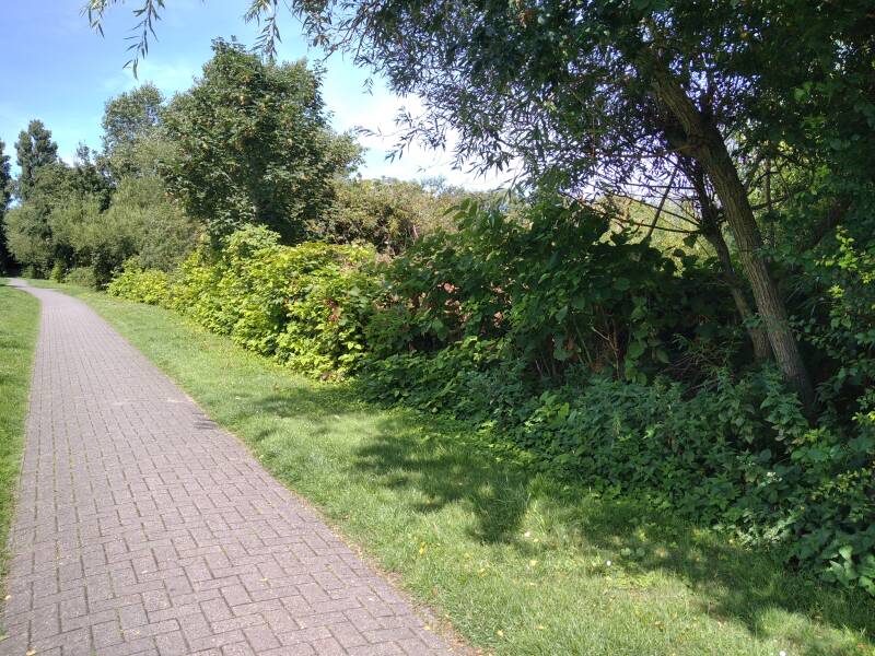 Japan-Knöterich verdrängt die Heckenpflanzen.