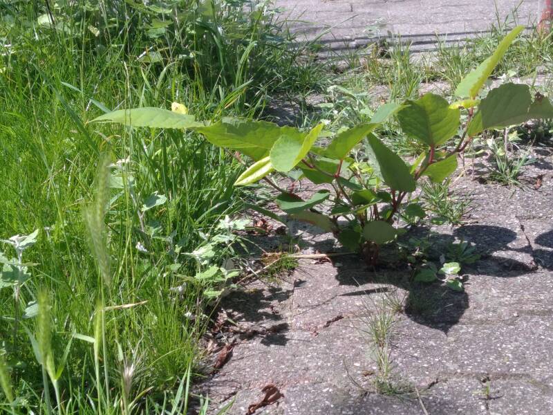Knöterich über Rhizome ins Pflaster eingewandert. Vorsicht invasiver Neophyt! Handel jetzt! Gib Knöterich keine Chance!